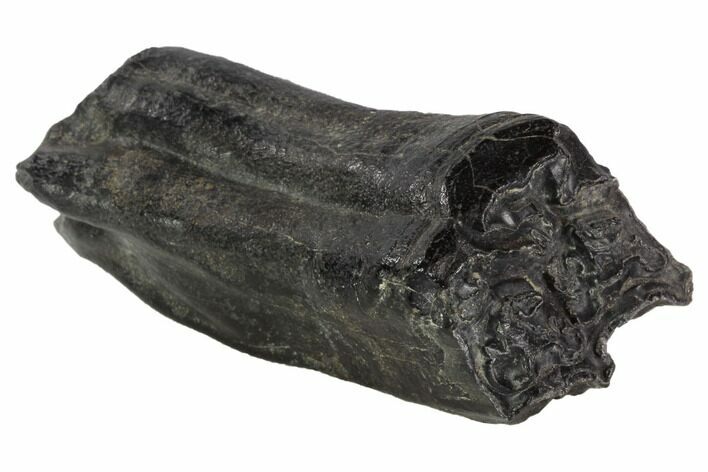 Pleistocene Aged Fossil Horse Tooth - Florida #87277